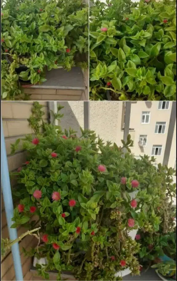 گل ناز|گل و گیاه طبیعی|همدان, |دیوار