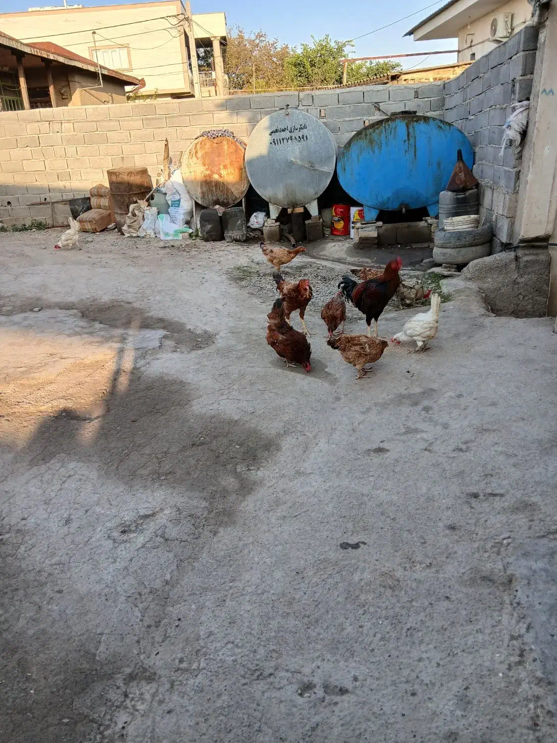 فروش مرغ لاری کرچ|حیوانات مزرعه|سنگدوین, |دیوار