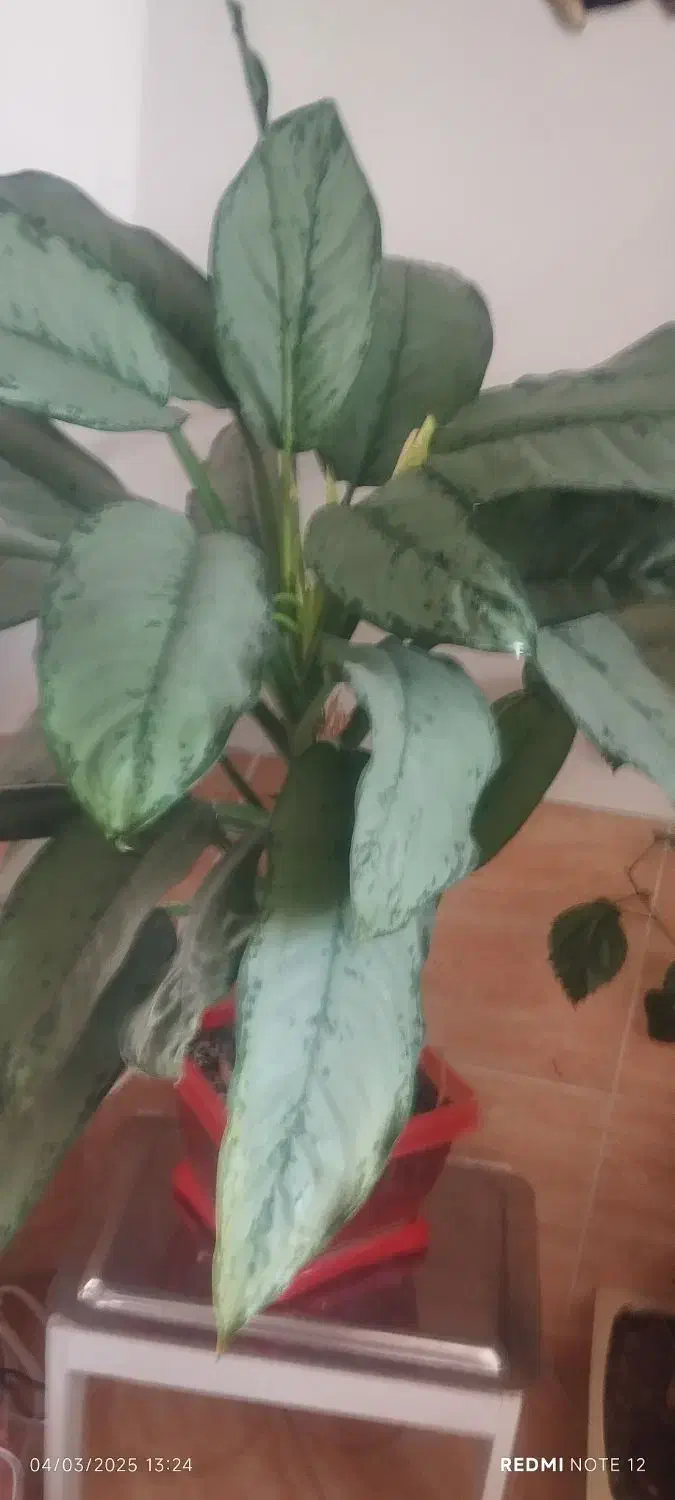 گلهای طبیعی اپارتمانی|گل و گیاه طبیعی|خلخال, |دیوار