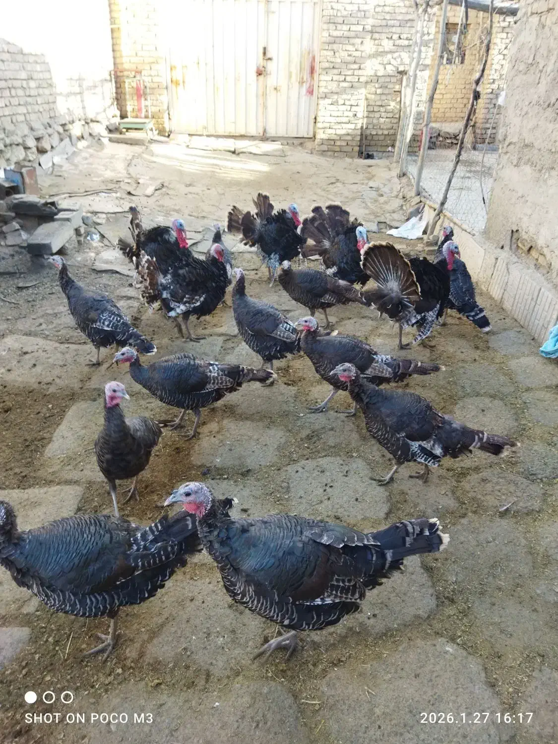 بقلمون‌|حیوانات مزرعه|خنداب, |دیوار