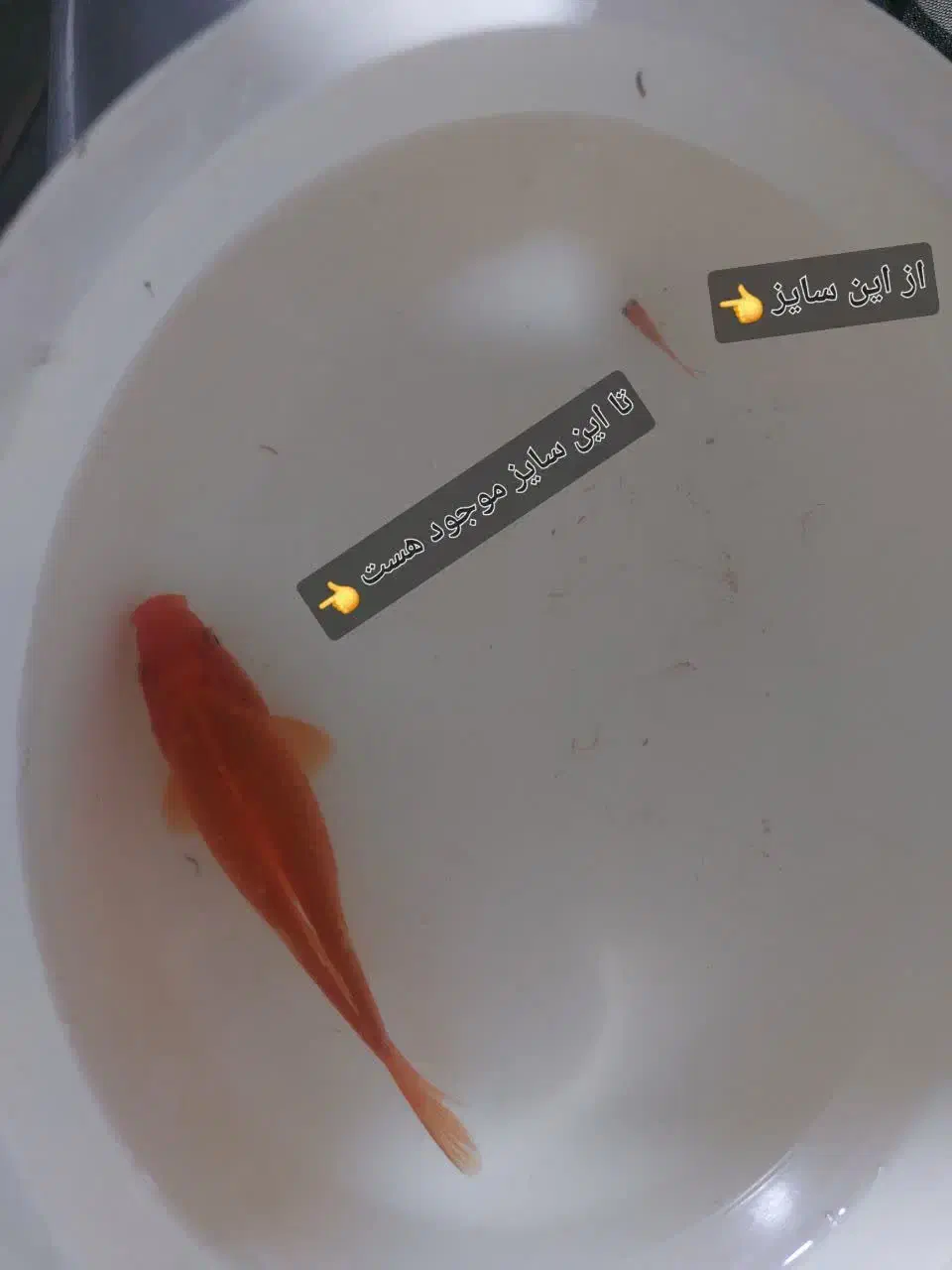 ماهی قرمز|ماهی|زارچ, |دیوار