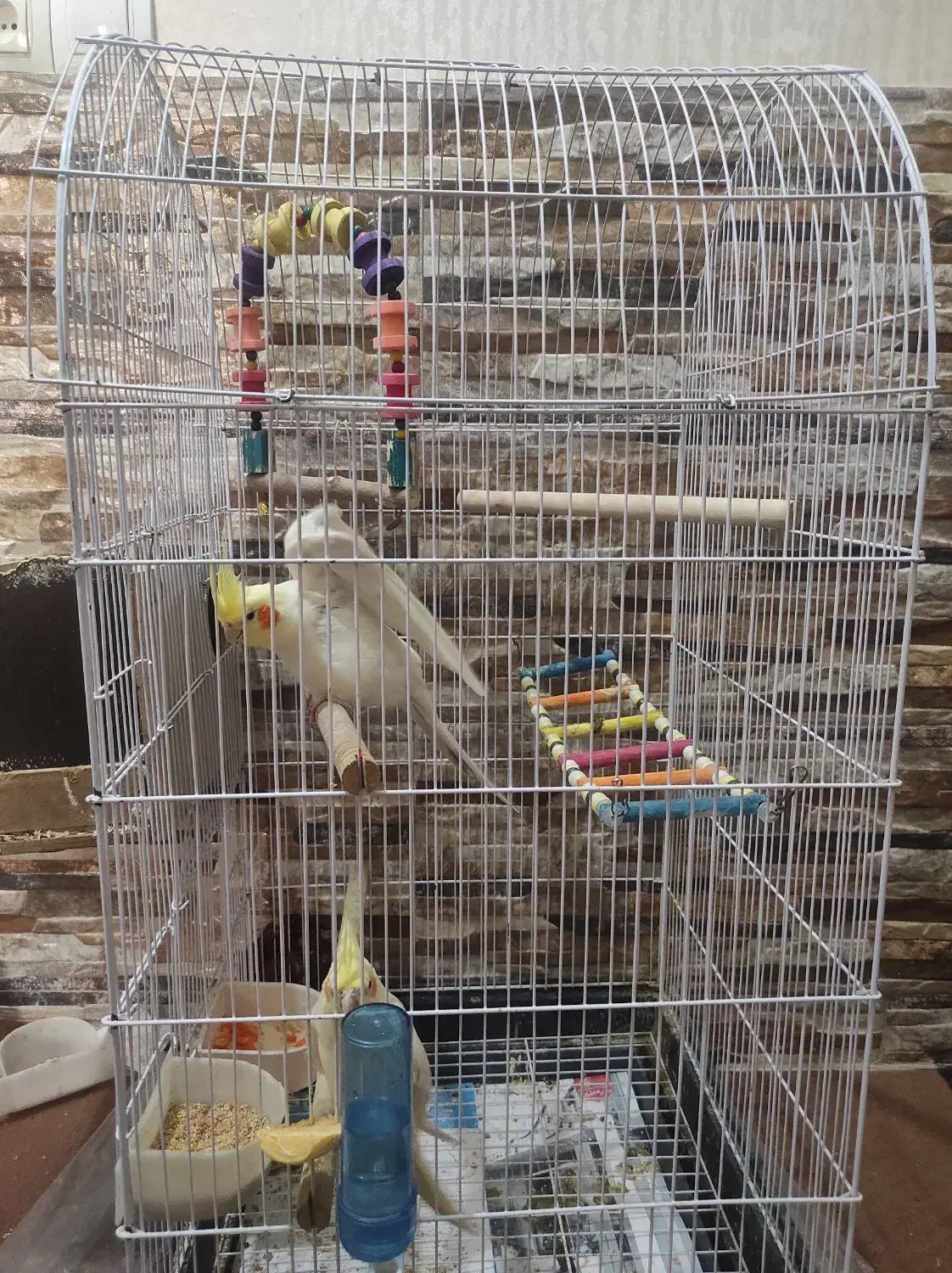 جفت مولد با قفس‌و‌جوجه|پرنده|شیراز, شهرک والفجر|دیوار