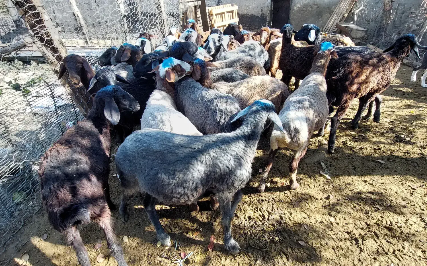 بره ماده|حیوانات مزرعه|سیلاخور, |دیوار