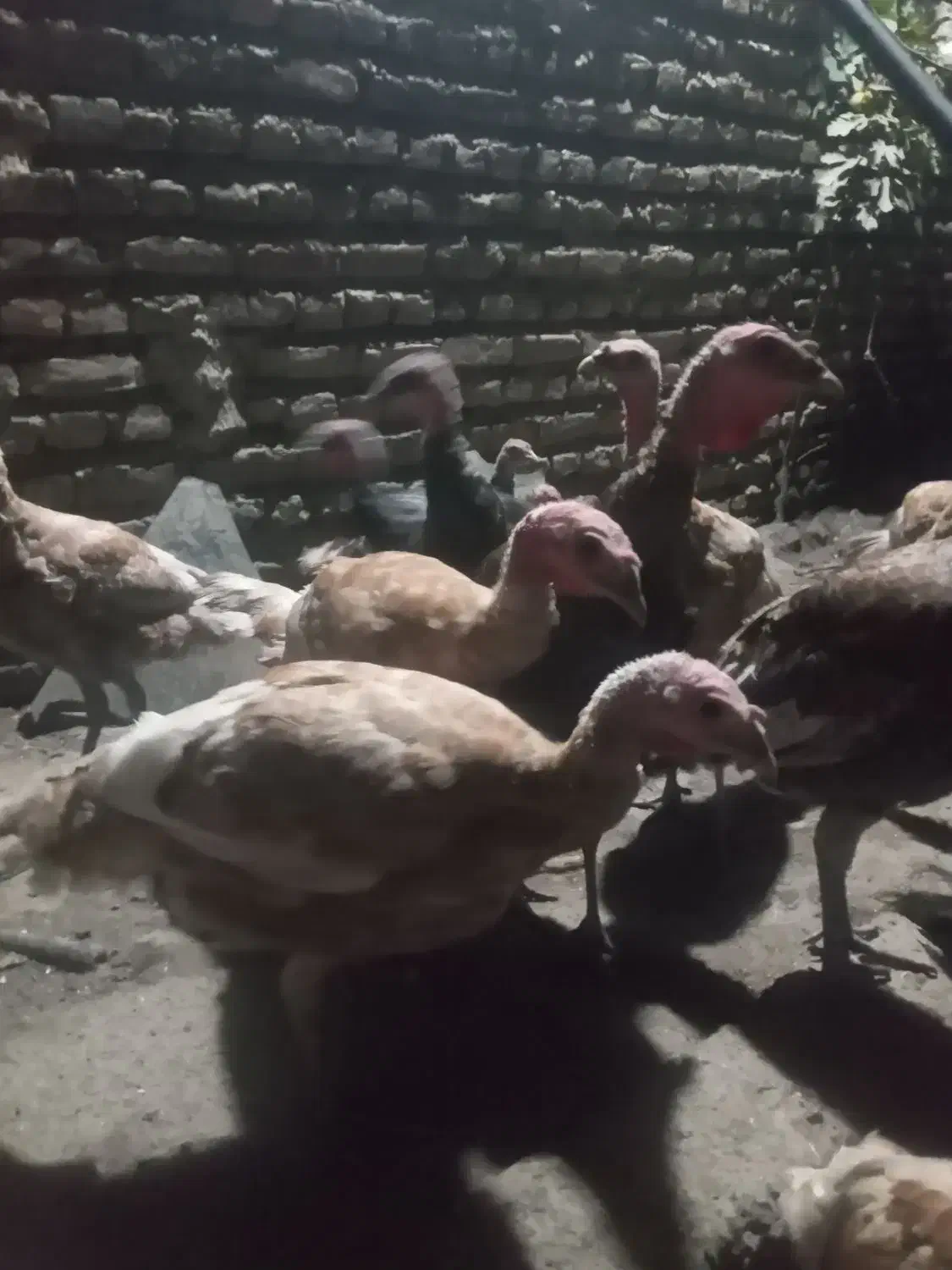 بوقلمون چهار ماه نیم|حیوانات مزرعه|ساری, |دیوار