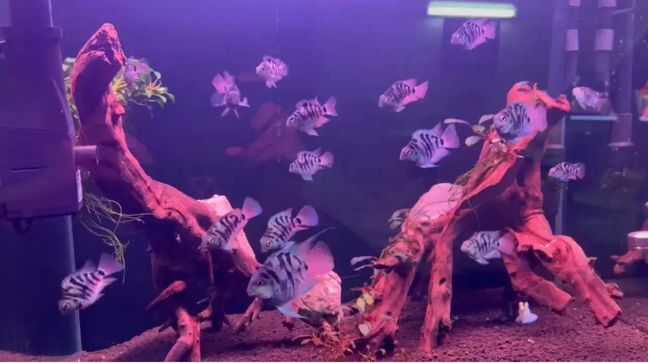 جفت مولد پرت پلار|ماهی|تهران, سازمان برنامه جنوبی|دیوار