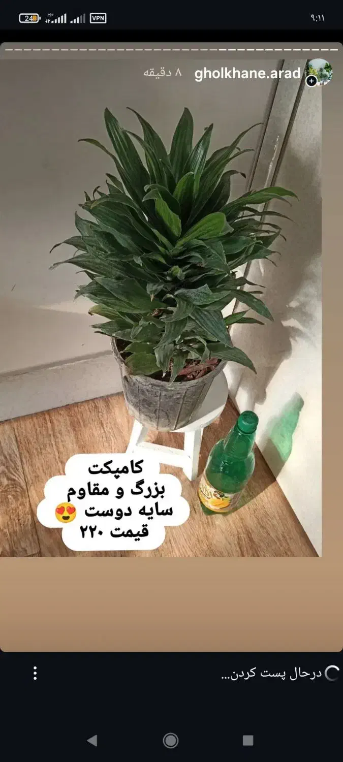 گلهای اپارتمانی|گل و گیاه طبیعی|خواف, |دیوار