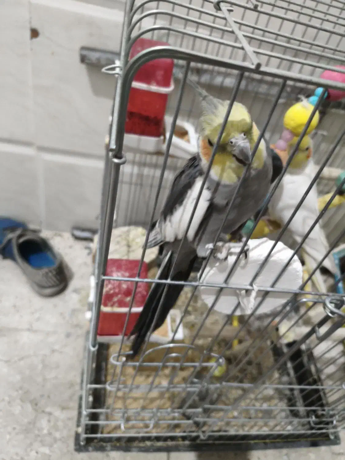 عروس هلندی|پرنده|قرچک, مهدیه|دیوار