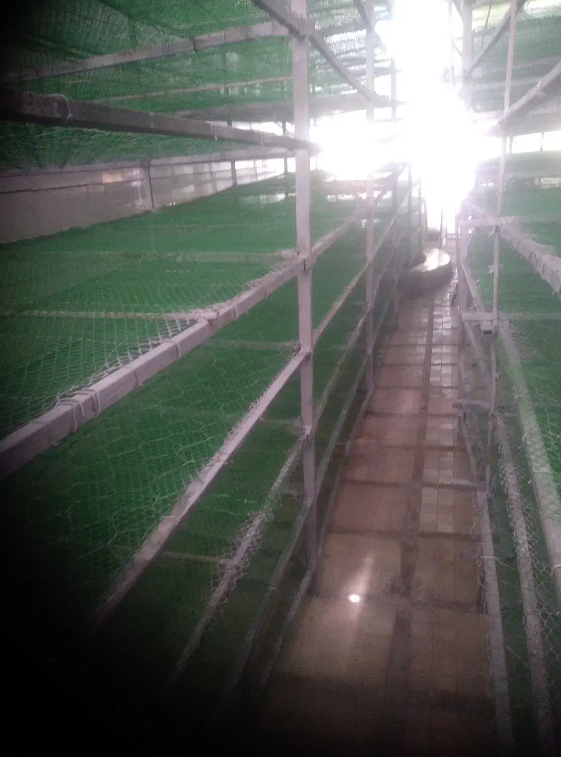 قفسه سالن قارچ|عمده‌فروشی|قوچان, |دیوار