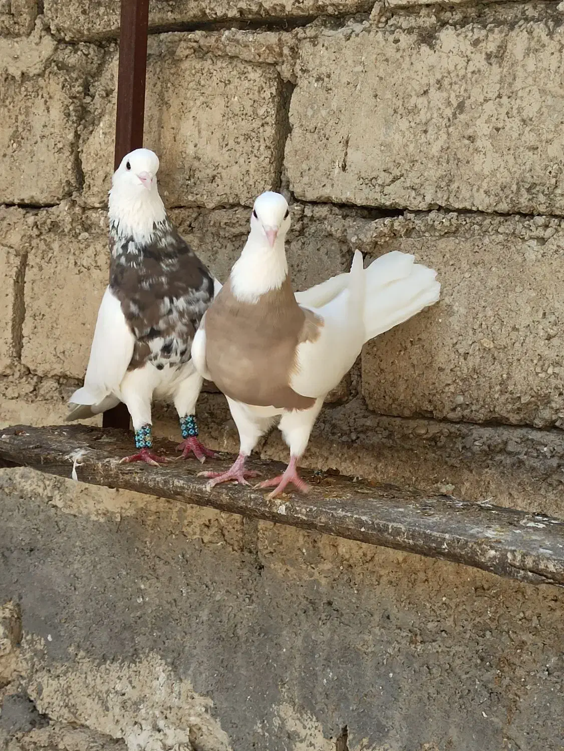 الماسی|پرنده|امیدیه, |دیوار