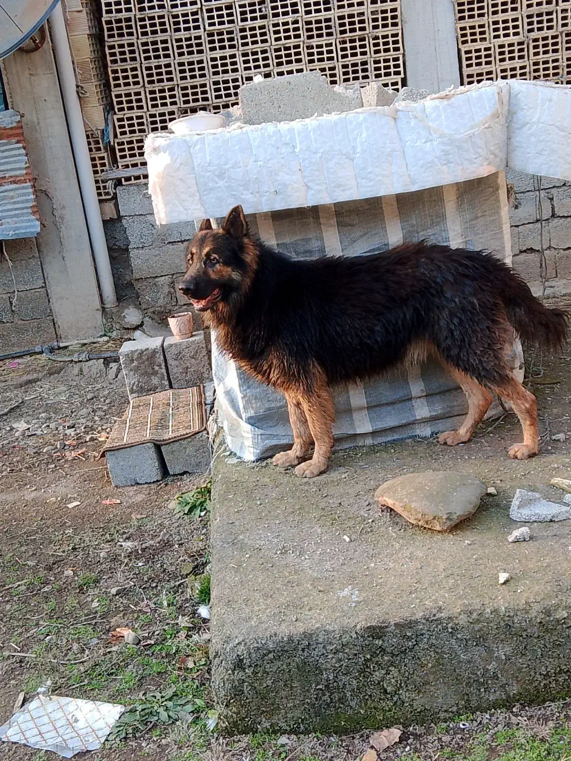 سگ ژرمن شپرد نر ۱۱ماهه|سگ|لوندویل, |دیوار