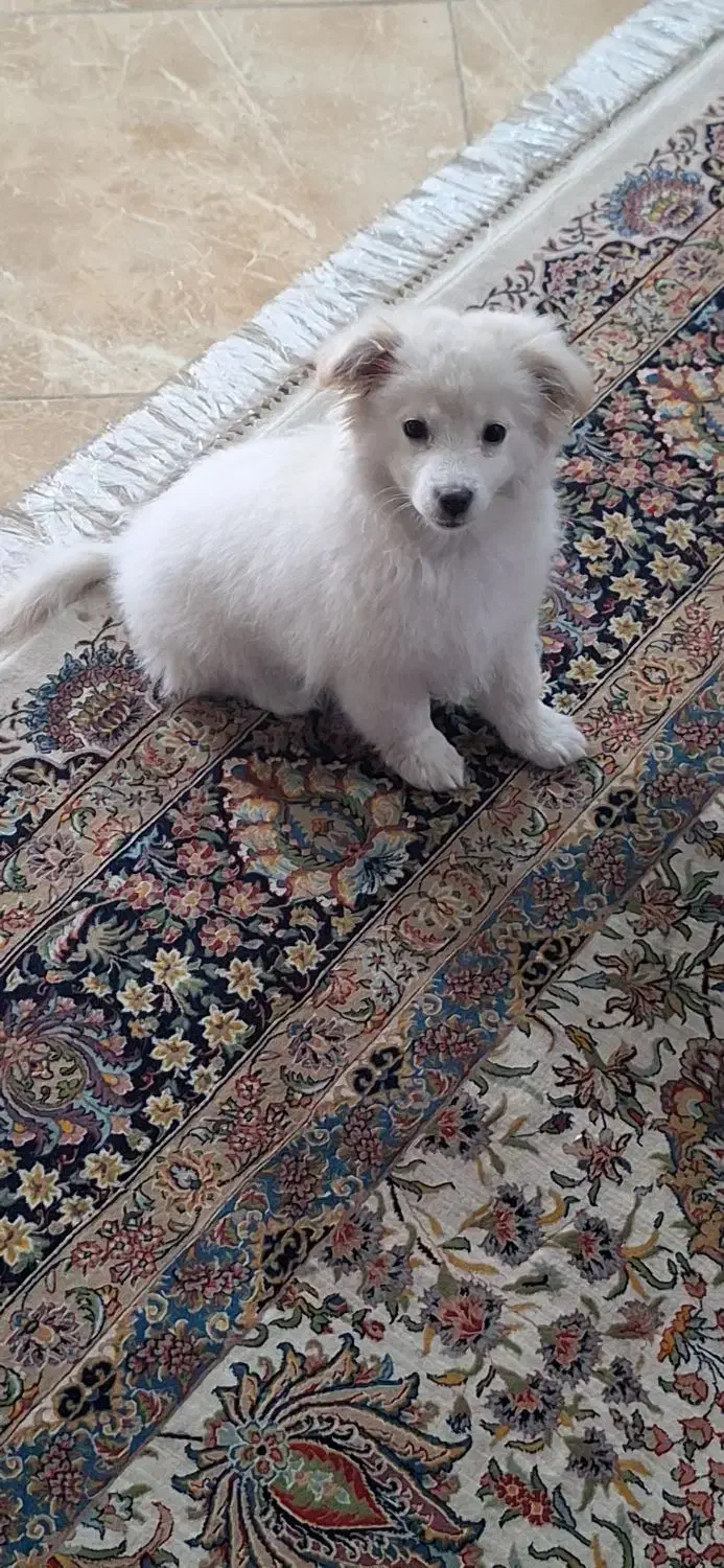 سگ پامر|سگ|قزوین, |دیوار