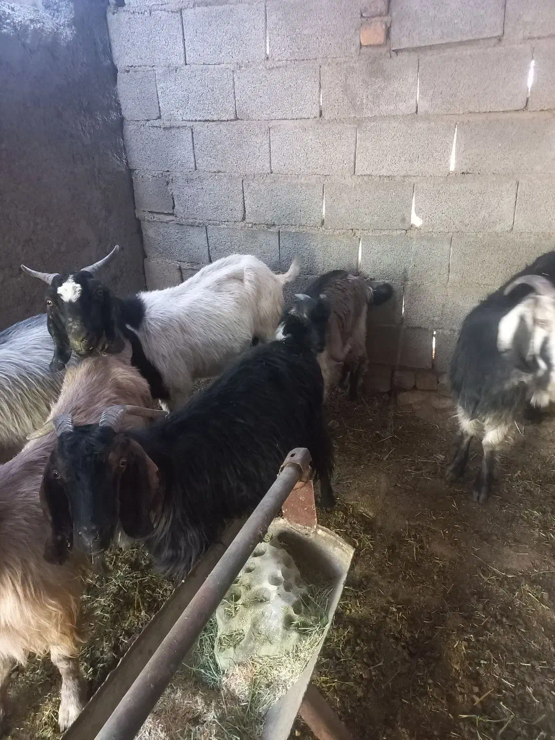 بز کهره دار|حیوانات مزرعه|میمند, |دیوار