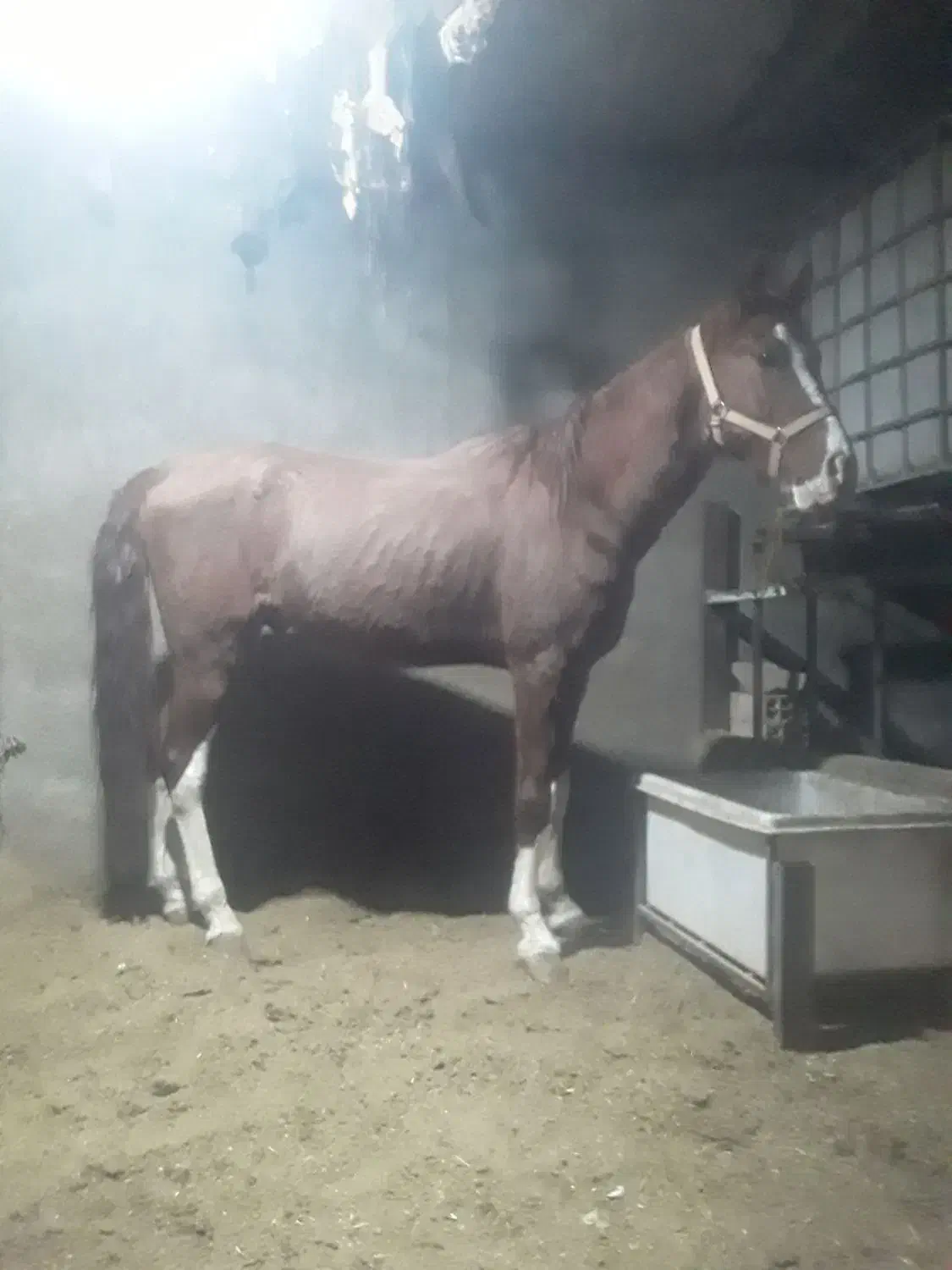 اسب|اسب و تجهیزات اسبسواری|ورامین, شهرک صنعتی خیرآباد|دیوار