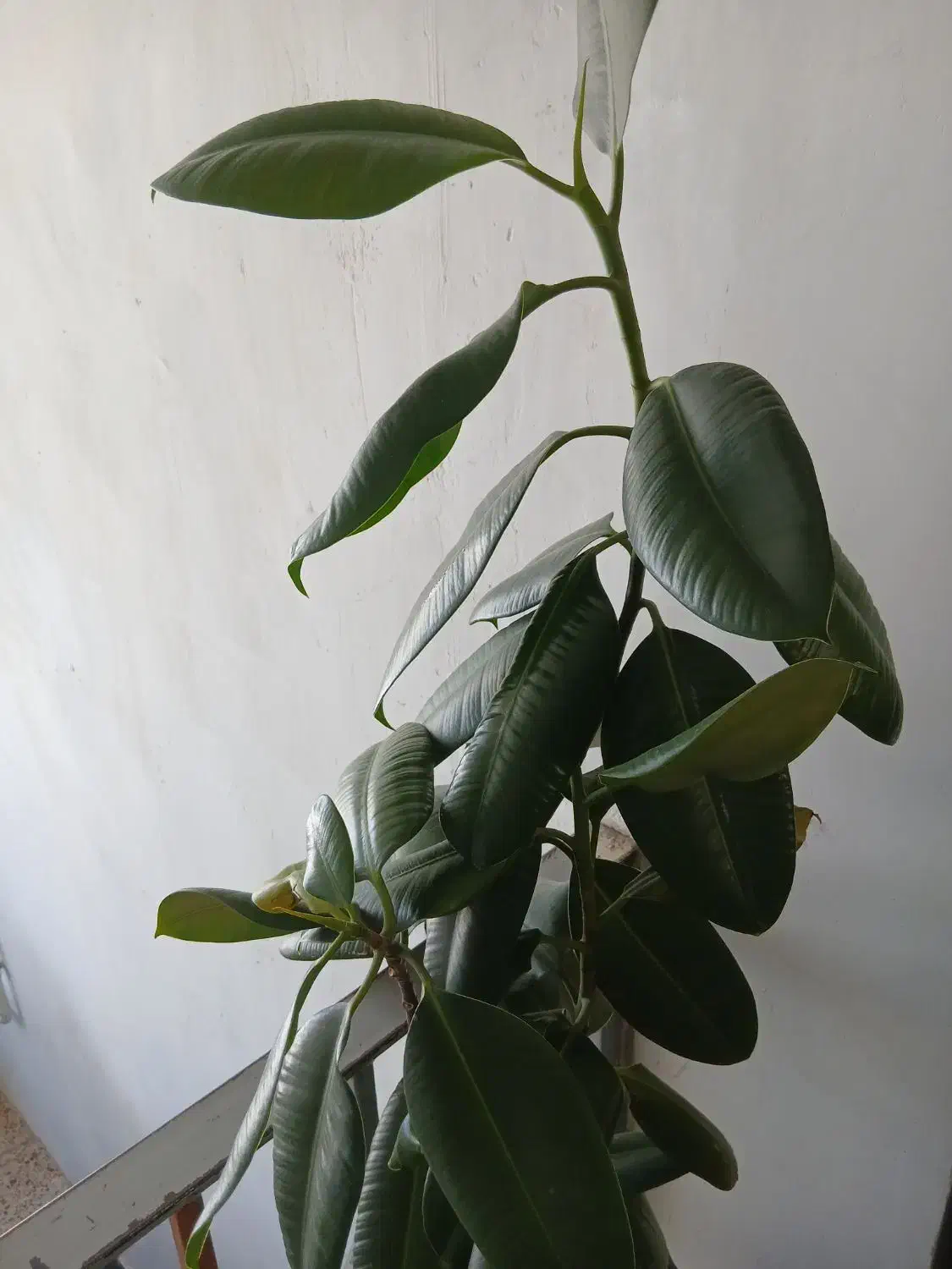 گل گوش فیلی|گل و گیاه طبیعی|کرمانشاه, |دیوار