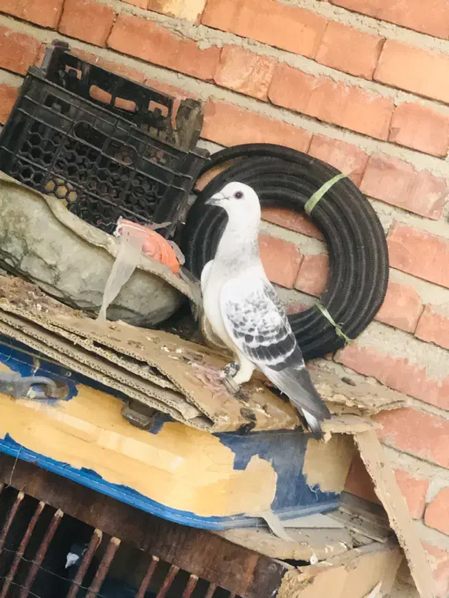 کبوتر|پرنده|بافت, |دیوار