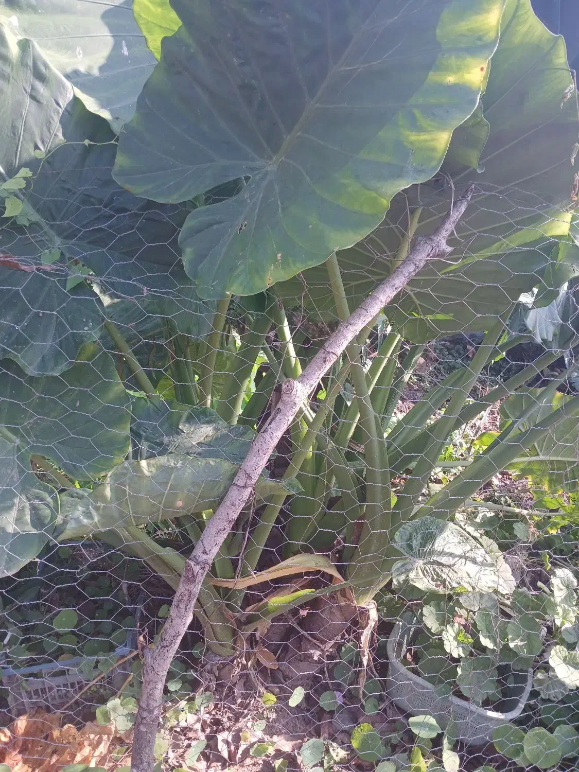 کل بابا آدم ونخل|گل و گیاه طبیعی|شاندرمن, |دیوار