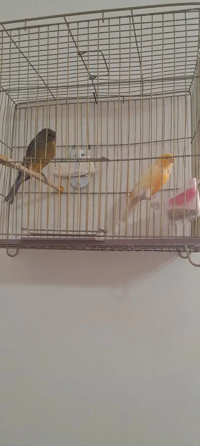 دوعدد قناری نر|پرنده|رباطکریم, نصیرشهر|دیوار