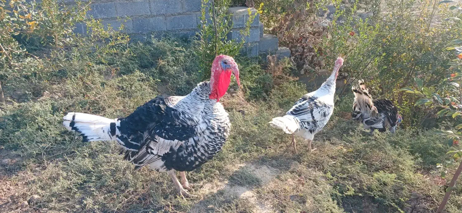 فروش بوقلمون|حیوانات مزرعه|فراغی, |دیوار