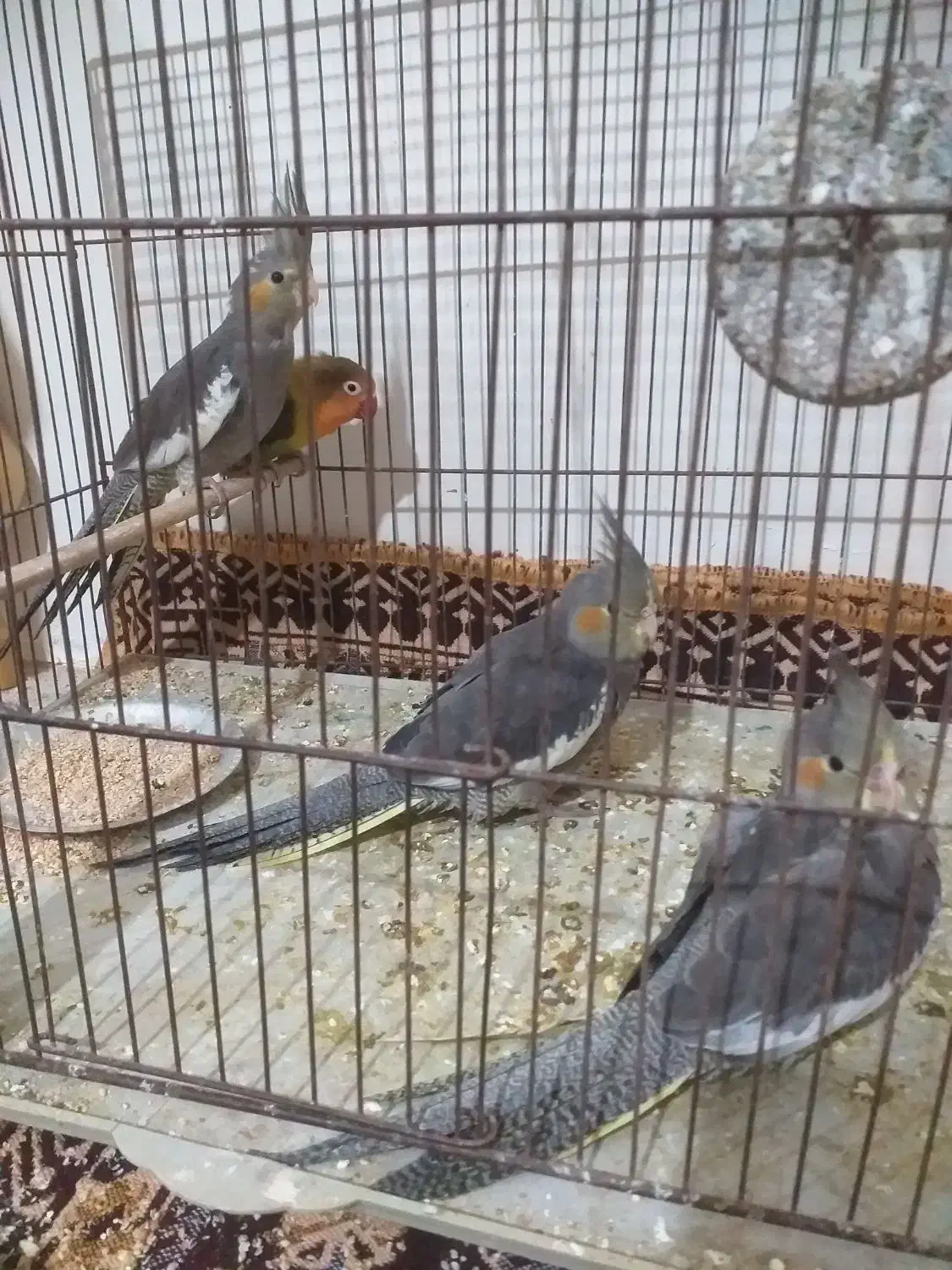 عروس هلندی|پرنده|مشهد, کشف|دیوار