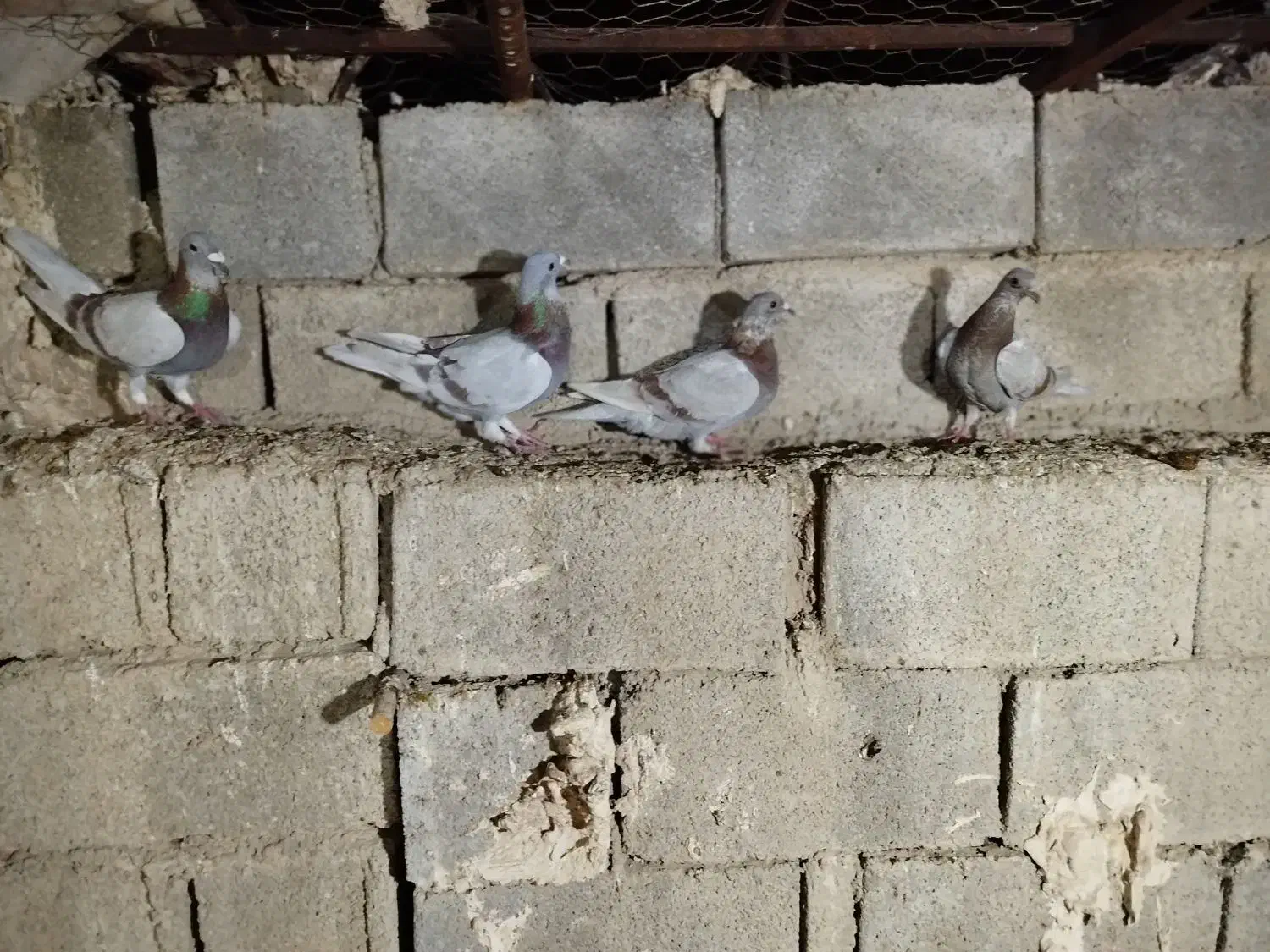 کبوتر پوسپیازی|پرنده|برازجان, |دیوار