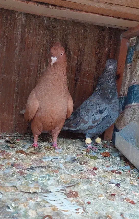 نرماده سرور و زرد دم سفید|پرنده|شیراز, تندگویان|دیوار