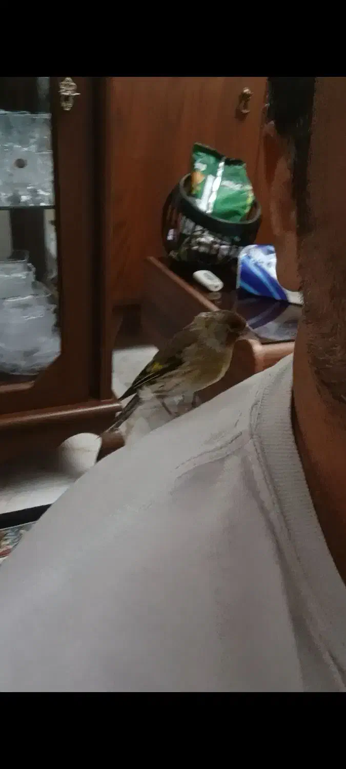 سهره قناری دستی|پرنده|اندیشه, اندیشه فاز ۲|دیوار