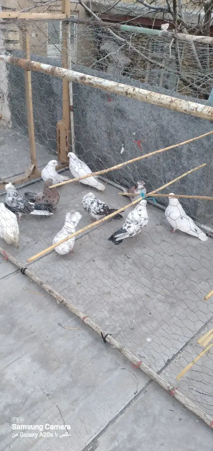 ۱۹۲۹۸۳۷۳|پرنده|ساروق, |دیوار