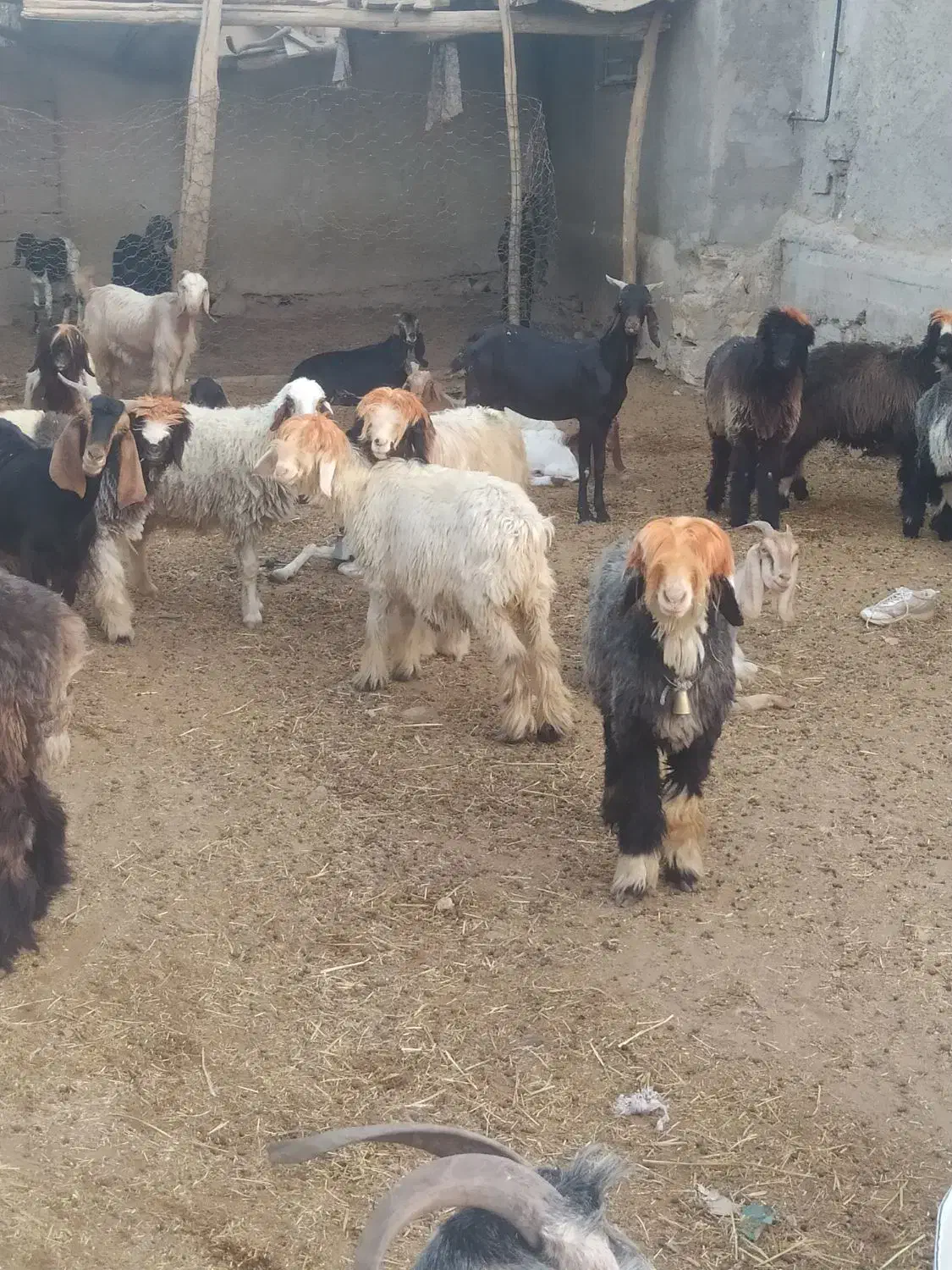بره شهرکردی|حیوانات مزرعه|خنج, |دیوار