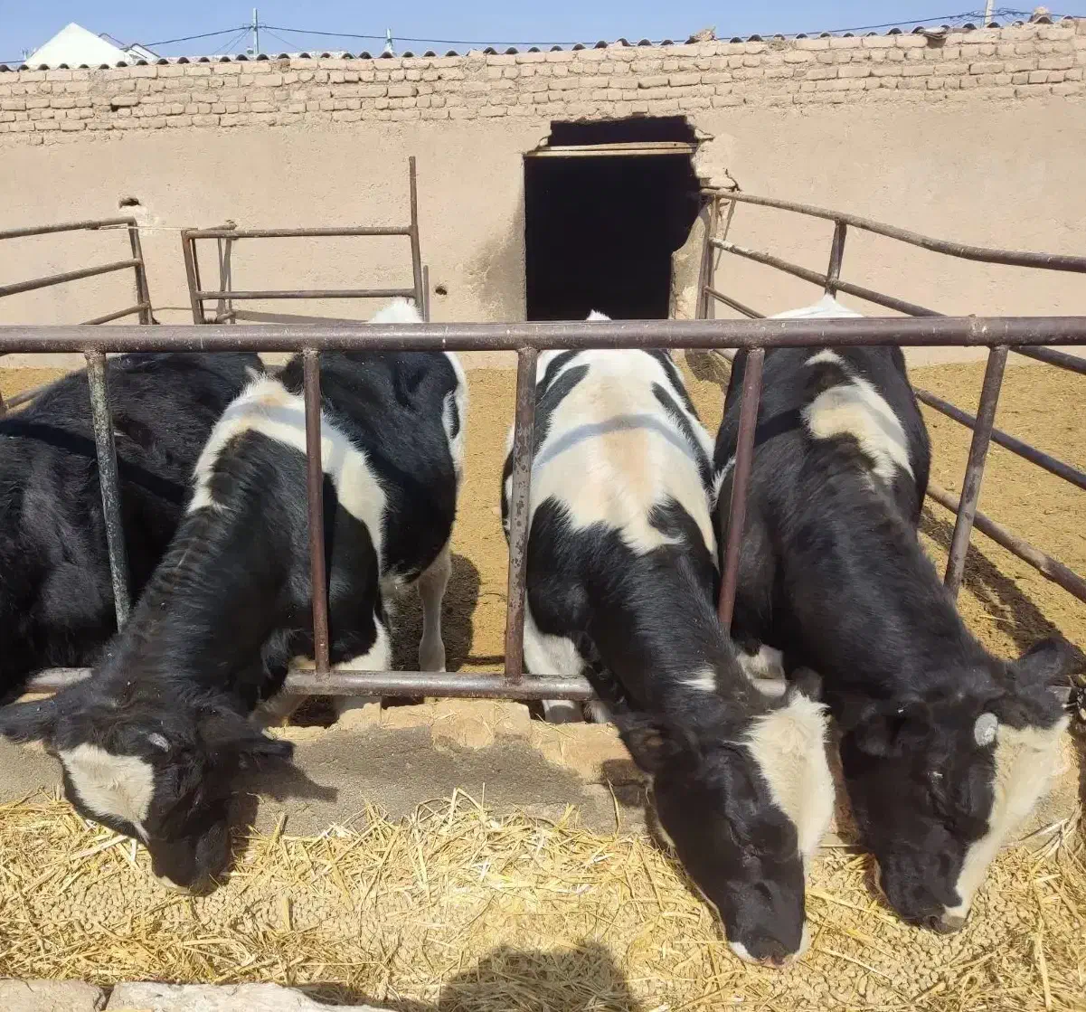 گوساله نر باخرز|حیوانات مزرعه|تربت جام, جامی|دیوار