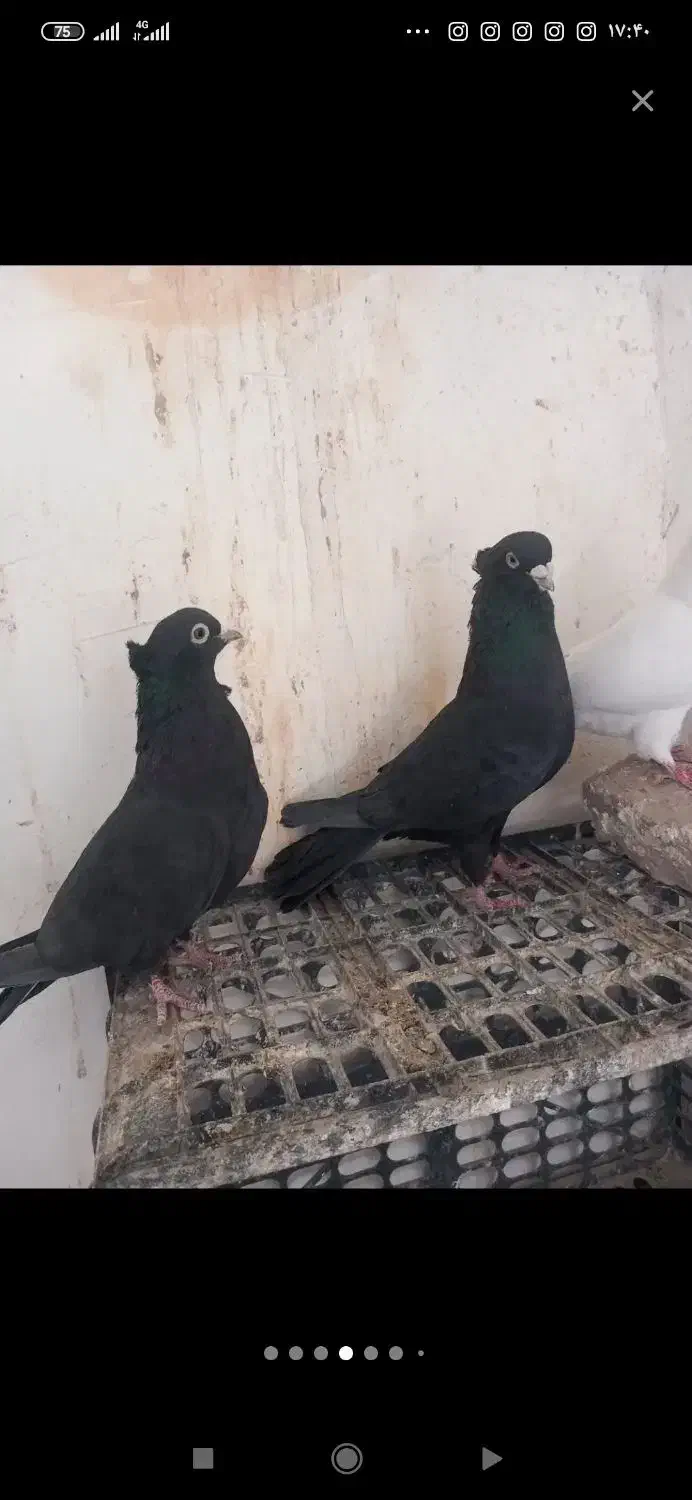 زاغ کاکولی نوک سفید چش سفید|پرنده|شاهرود, |دیوار