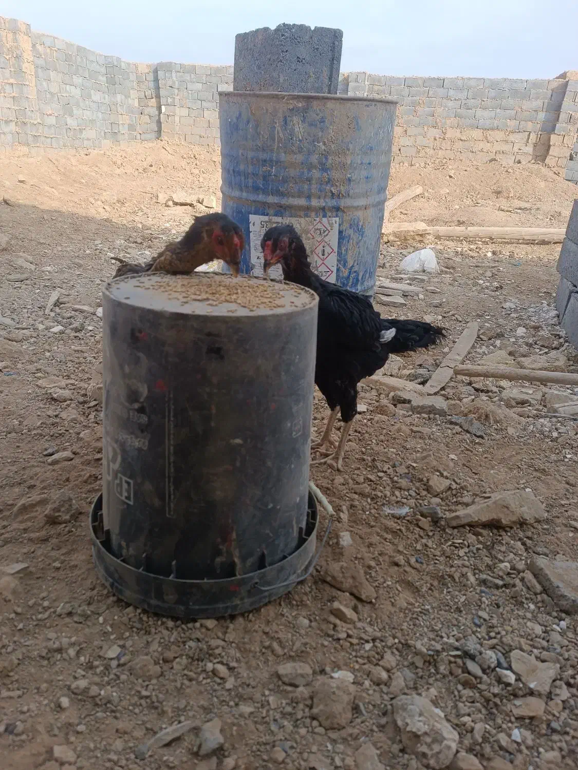 مرغ خروس لاری|حیوانات مزرعه|سنگان, |دیوار