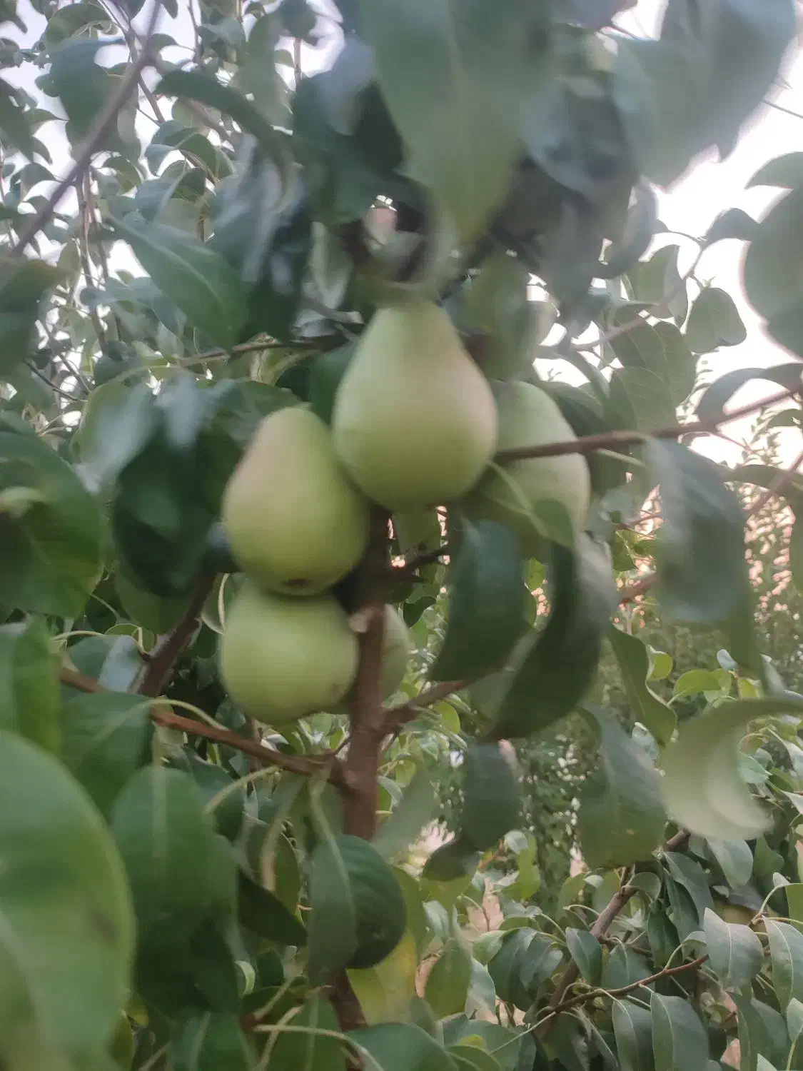 فروش زمین کشاورزی شش هکتار زمین بیضا|فروش زمین و ملک کلنگی|بیضا, |دیوار