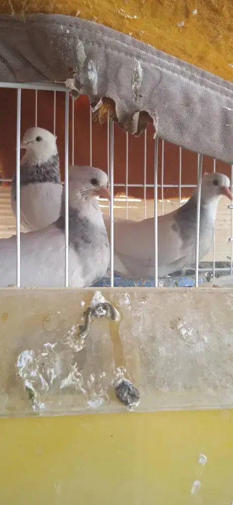 کفتر فروشی|پرنده|بم, |دیوار