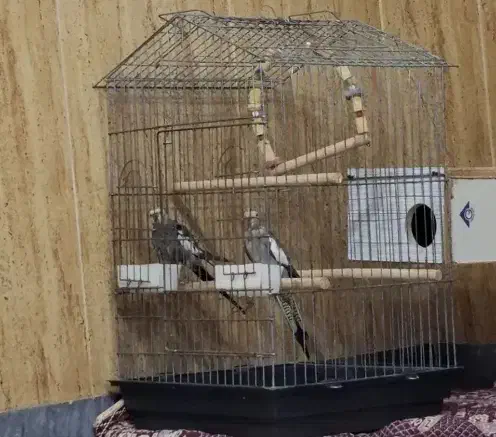 یک جفت عروس هلندی نر و ماده|پرنده|پارسآباد, |دیوار