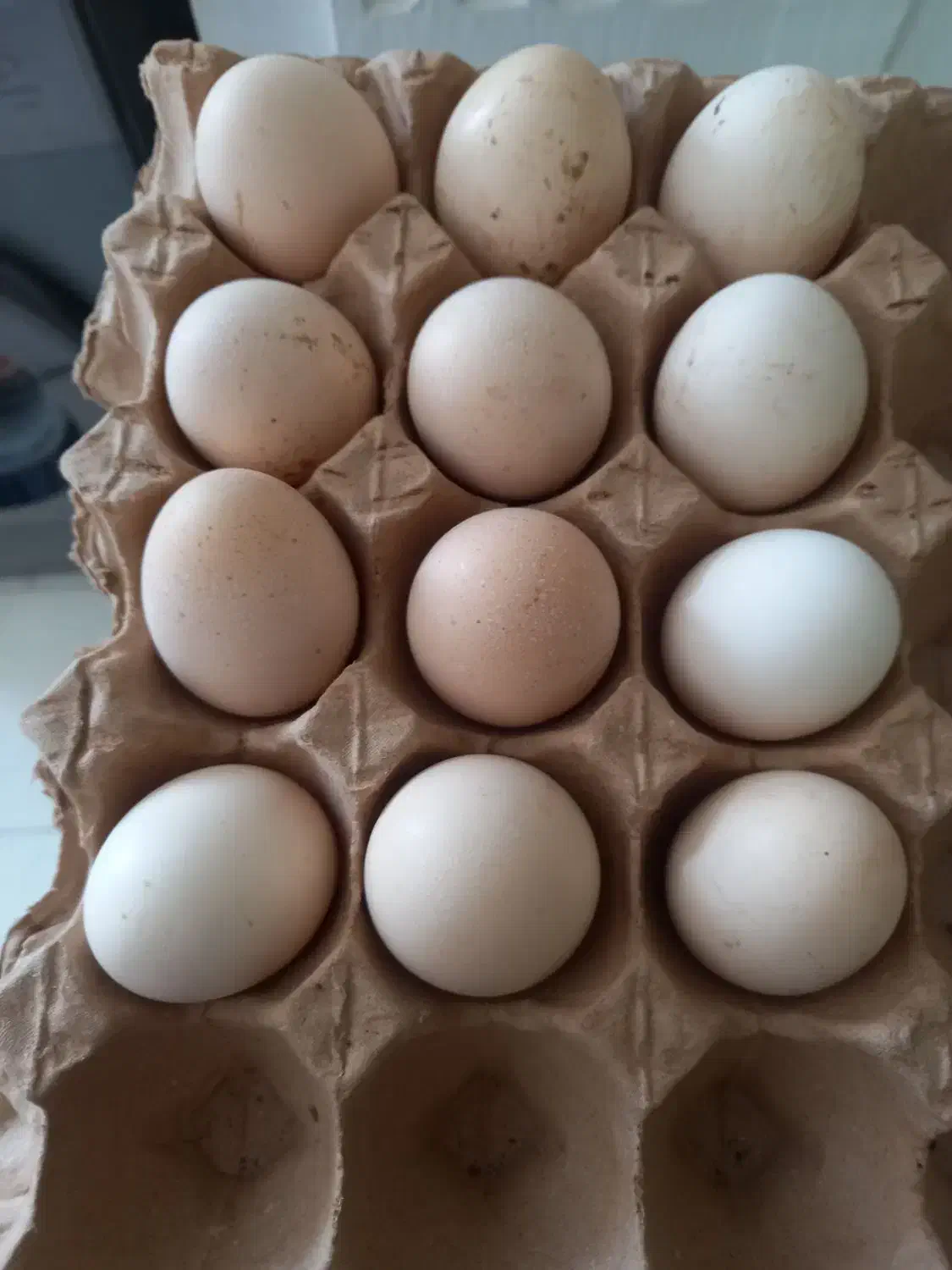 تخم لاری نطفه دار|خوردنی و آشامیدنی|کردکوی, |دیوار