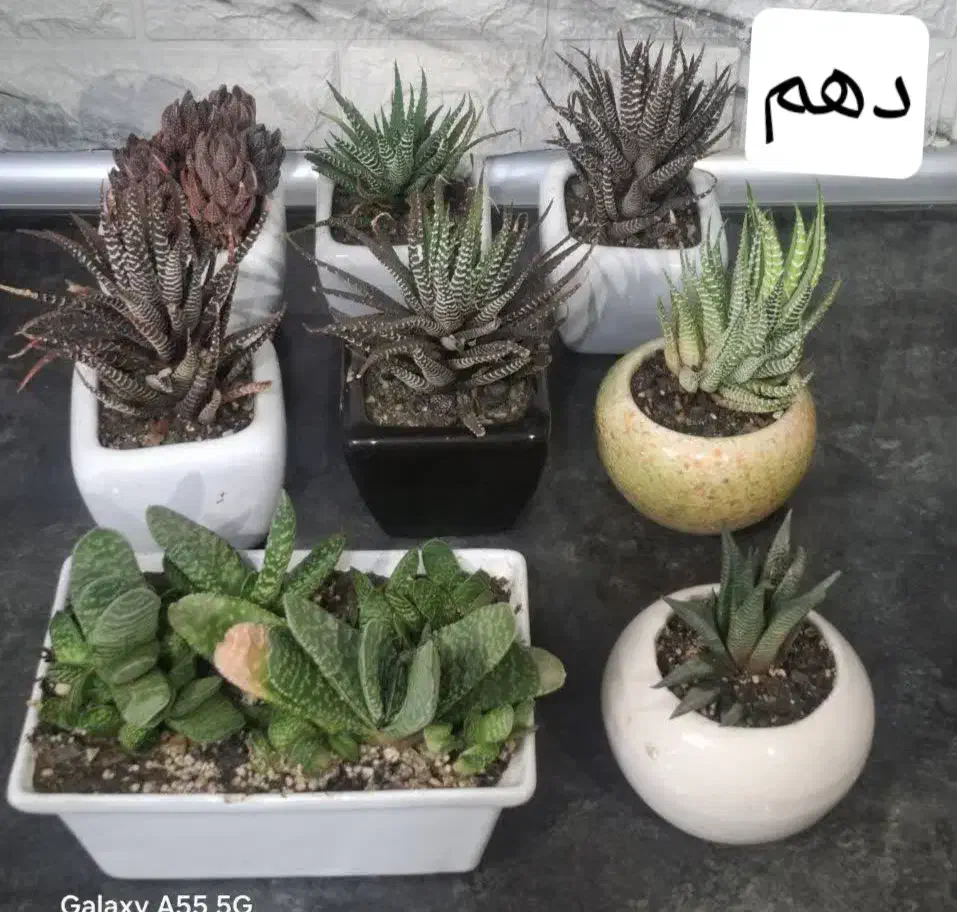 گل طبیعی|گل و گیاه طبیعی|مشهد, شفا|دیوار