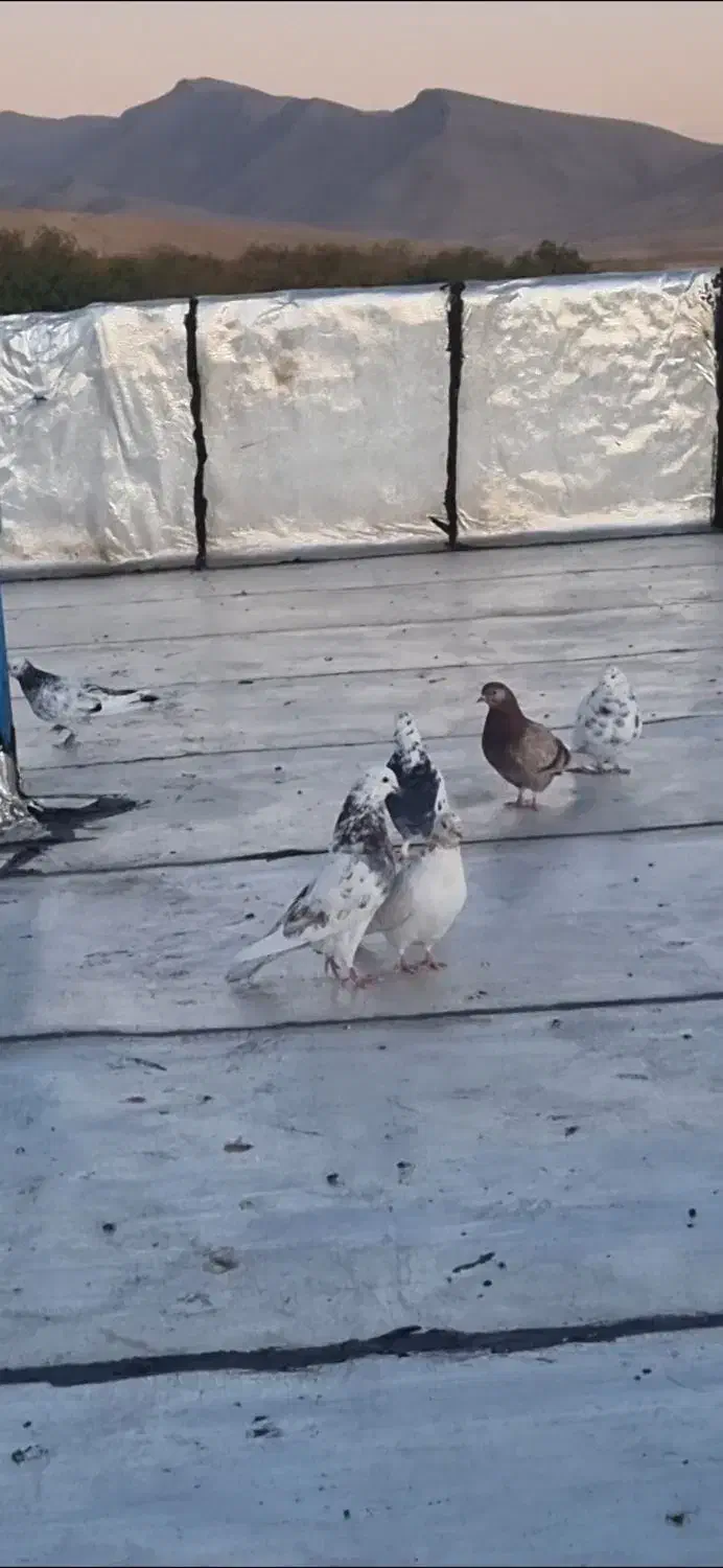 کبوتر پرشی|پرنده|الشتر, |دیوار