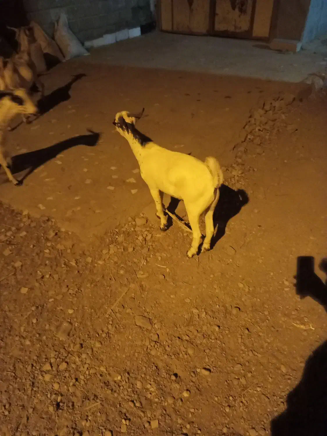 کهر نر|حیوانات مزرعه|فین, |دیوار