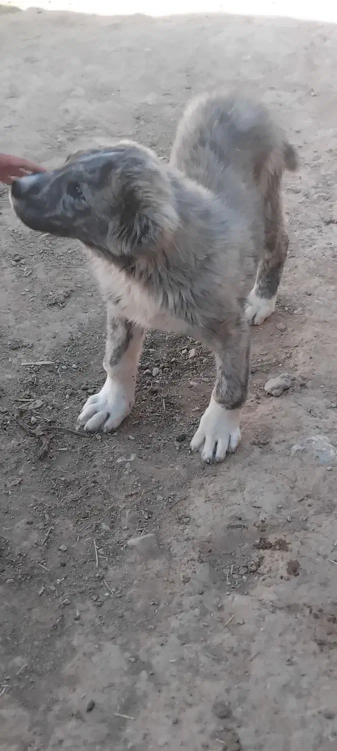 سگ ماده|سگ|قائن, |دیوار