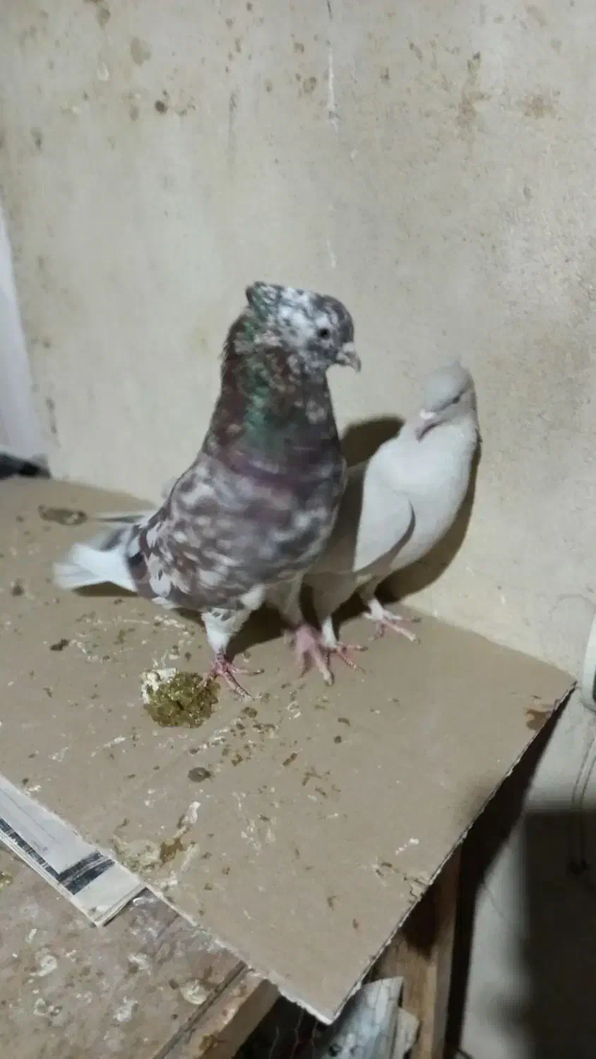 کبوتر|پرنده|تهران, سبلان (لشگر)|دیوار