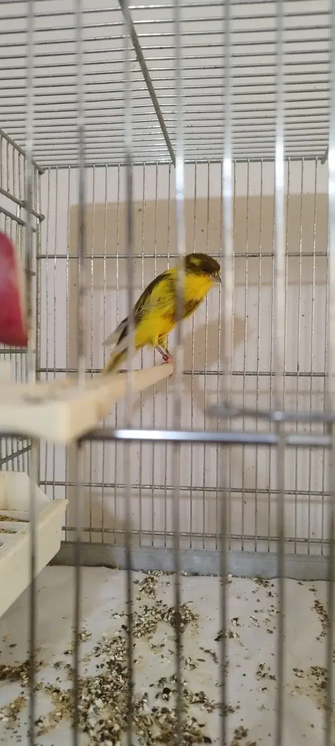 قناری رسمی بلند|پرنده|کرج, پیشاهنگی|دیوار