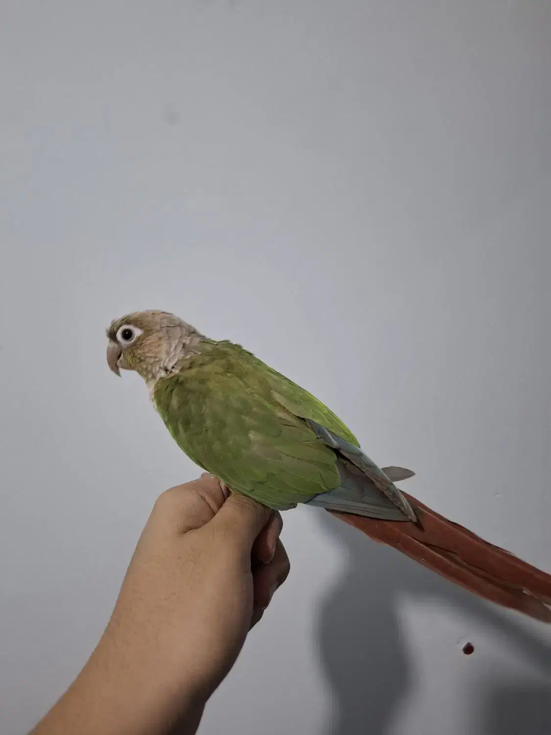 پرنده|پرنده|کرمان, |دیوار