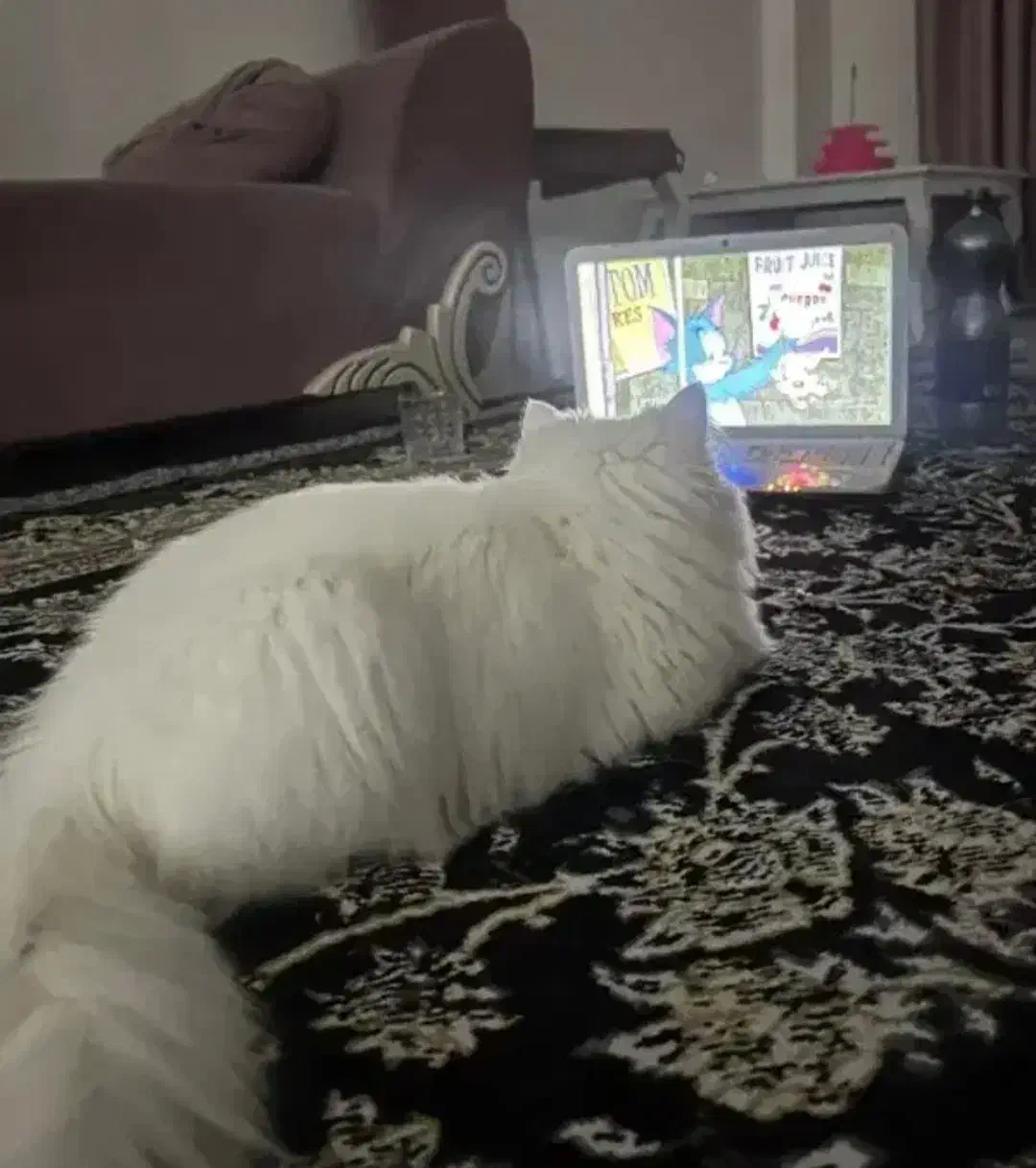 پیدا شده|حیوانات|تبریز, |دیوار