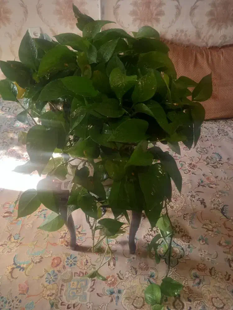 گل پتوس و تاج خروس|گل و گیاه طبیعی|تهران, شهرک زینبیه|دیوار