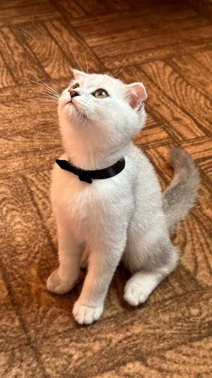 گربه اسکاتیش چین چیلا|گربه|آبادان, |دیوار