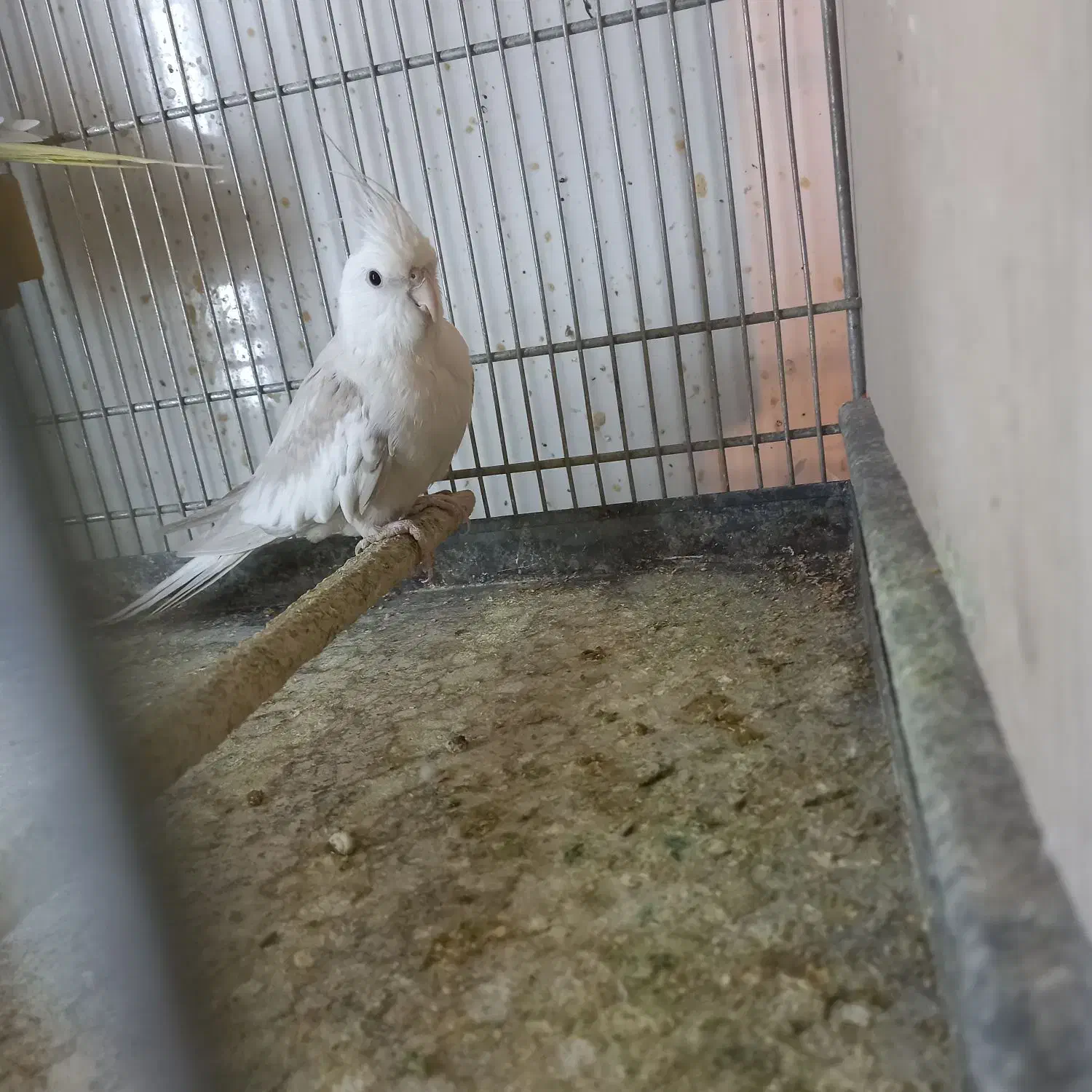 عروس هلندی البینو|پرنده|نسیمشهر, |دیوار