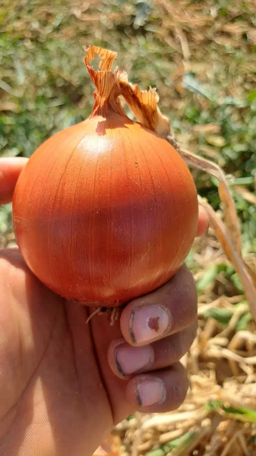 پیاز|عمده‌فروشی|بجنورد, |دیوار