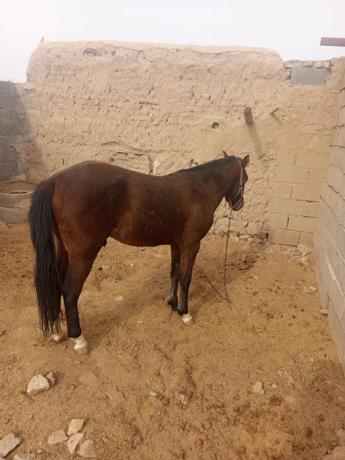 اسب|اسب و تجهیزات اسبسواری|اسفراین, |دیوار