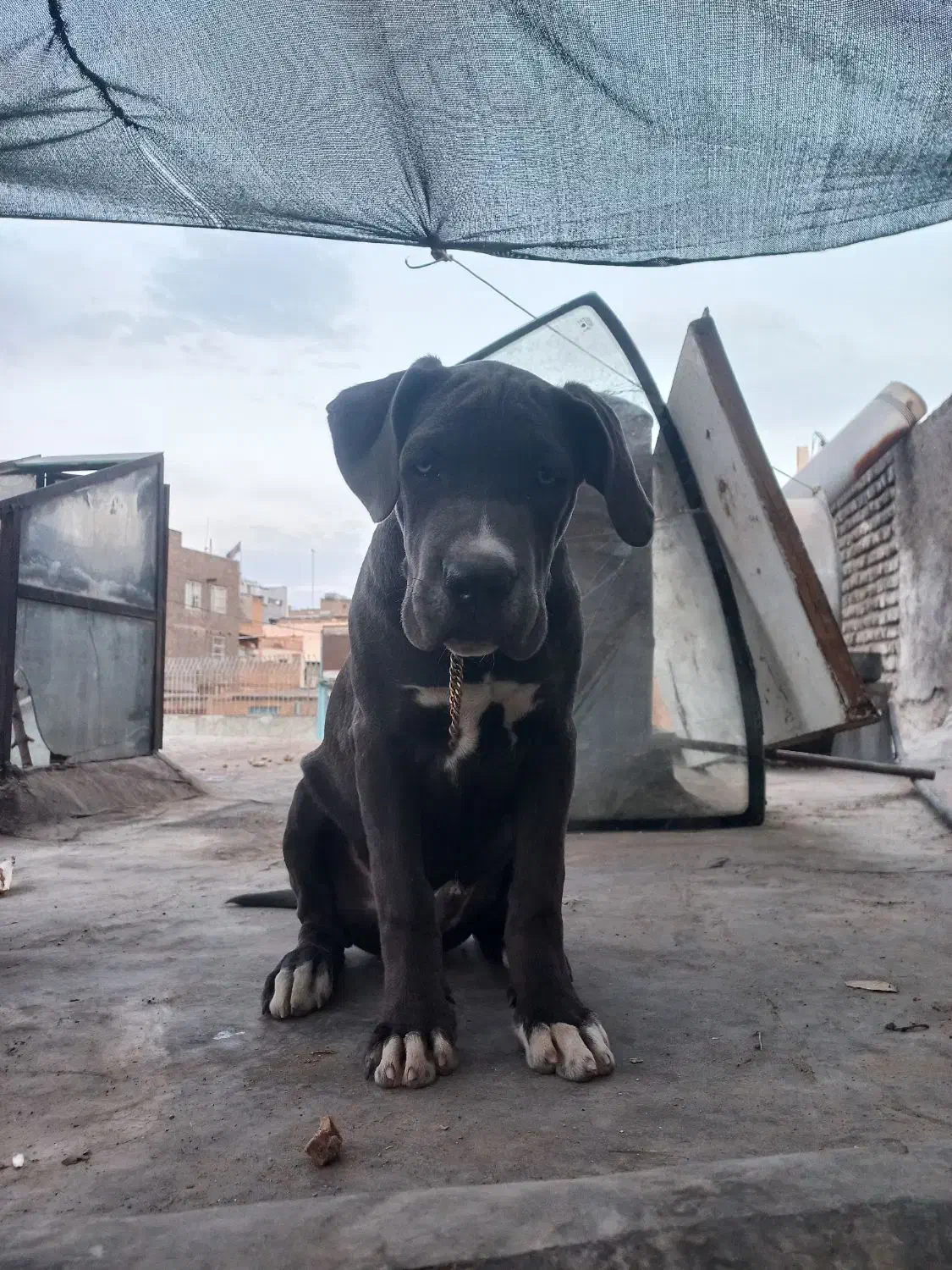 توله کن کورسو|سگ|مشهد, هفده شهریور|دیوار