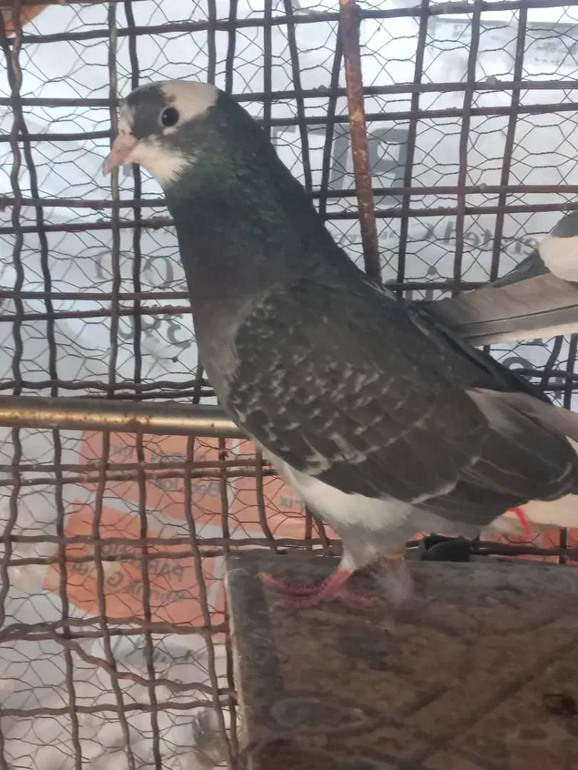 کبوتر پرشی|پرنده|ایرانشهر, |دیوار